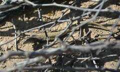 Aspidoscelis marmoratus