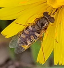 Eupeodes corollae
