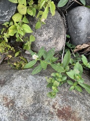 Alternanthera philoxeroides