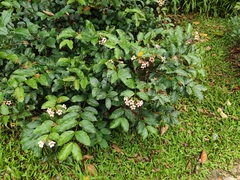Strophanthus preussii
