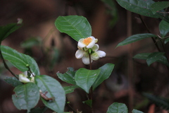 Camellia sinensis