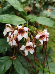 Strophanthus preussii