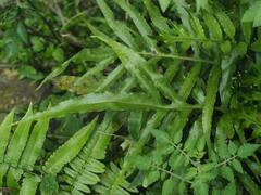 Leptochilus ellipticus