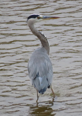 Ardea cinerea
