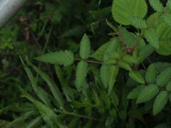 Rubus croceacanthus
