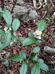 Camellia sinensis
