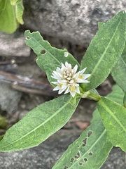 Alternanthera philoxeroides