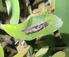 Stenocatantops angustifrons