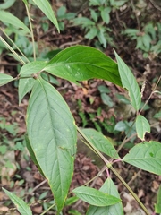 Achyranthes bidentata