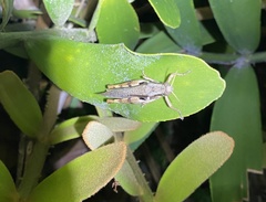 Stenocatantops angustifrons