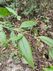 Achyranthes bidentata