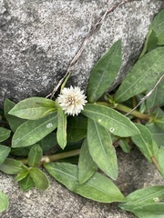 Alternanthera philoxeroides