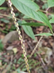 Achyranthes bidentata