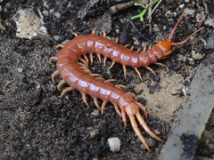 Scolopendromorpha