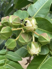Duabanga grandiflora