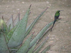 Nectarinia famosa famosa