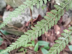 Microlepia strigosa