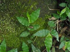 Oplismenus compositus