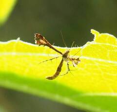Xyroptila oenophanes