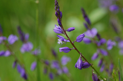 Polygala vulgaris