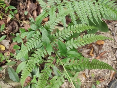 Microlepia strigosa