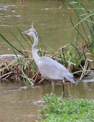 Ardea cinerea
