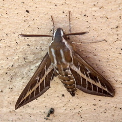 Hyles livornica