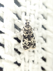 Scoparia exhibitalis