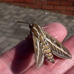 Hyles livornica