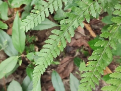 Microlepia strigosa