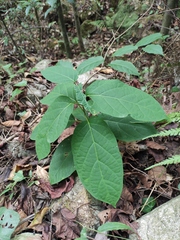 Jasminanthes mucronata