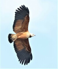 Busarellus nigricollis