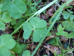 Oxalis debilis