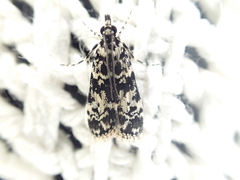 Scoparia exhibitalis