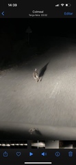 Lepus granatensis
