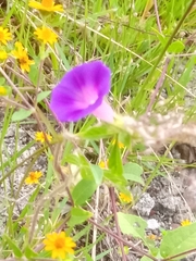 Ipomoea purpurea