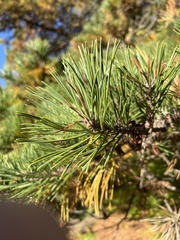 Pinus