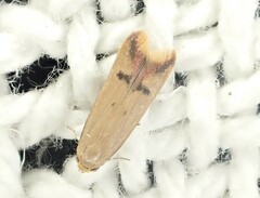 Tachystola hemisema