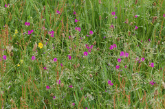 Vicia sativa