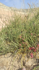 Ephedra distachya