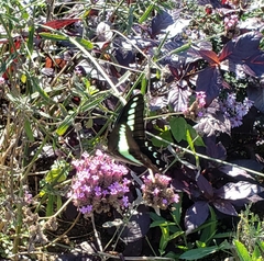 Graphium sarpedon nipponum