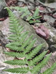 Microlepia strigosa