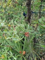 Aphelocoma coerulescens