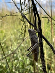 Schistocerca rubiginosa