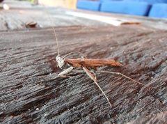 Litaneutria ocularis