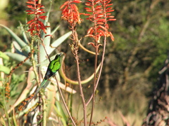 Nectarinia famosa