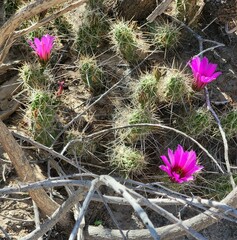 Echinocereus enneacanthus enneacanthus