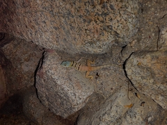 Petrosaurus thalassinus