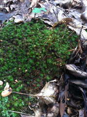 Atrichum altecristatum