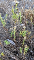 Heterotheca oregona